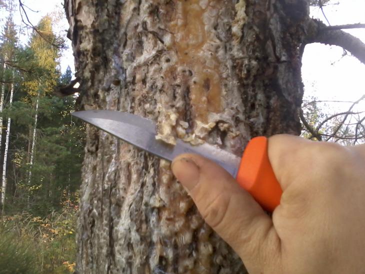 Harvesting pine sap