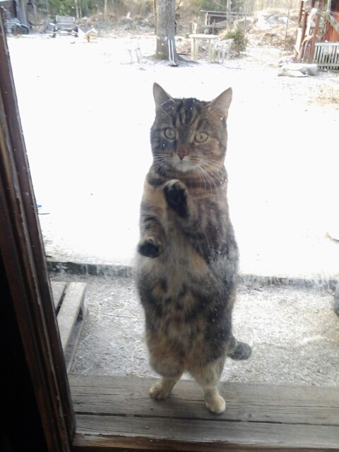 the cat wants to get inside the house