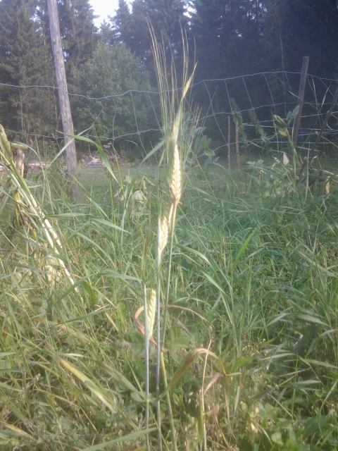 mystery barley