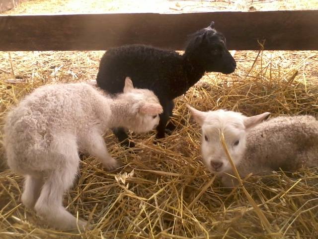 newborns