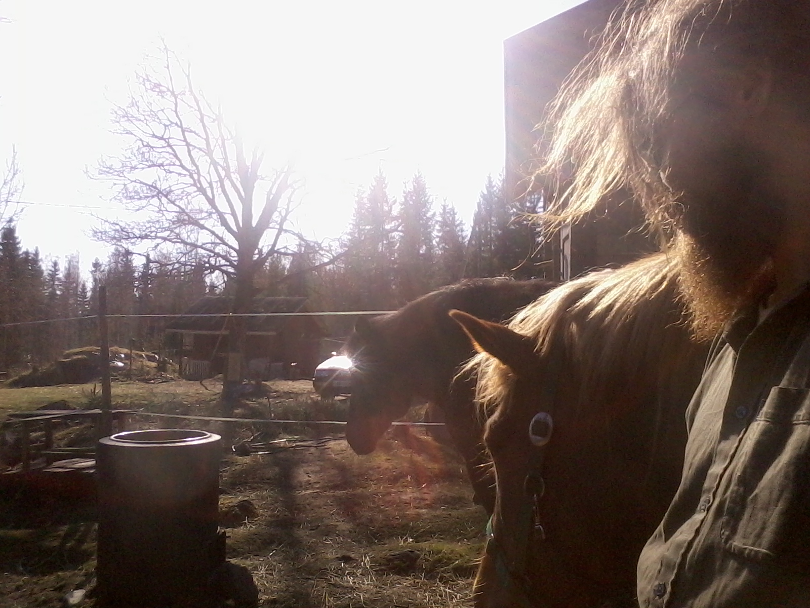 springtime radiance with my horses