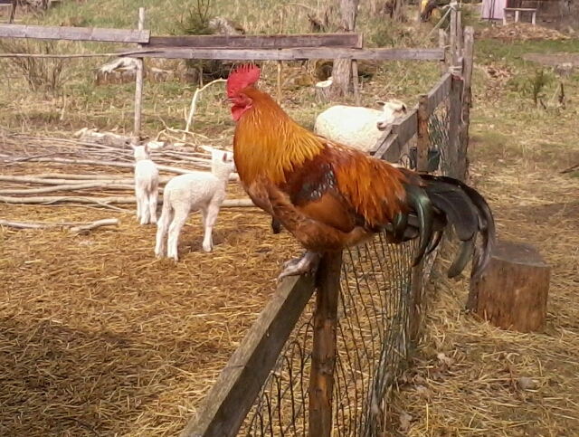 A rooster on a fence