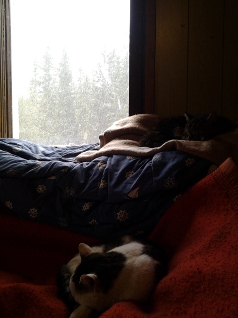 It is raining snow - no wonder the cats are just sleeping on the sofa.