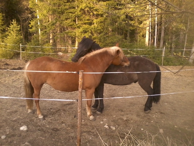 horse friendship