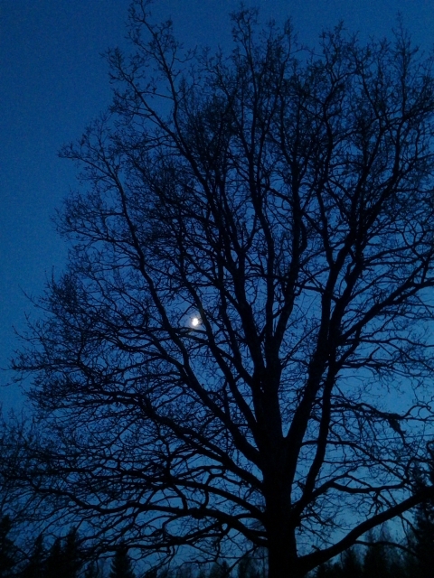 Half moon and the oak