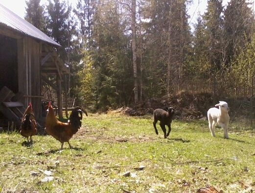roosters and lambs