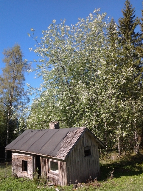 The bird cherry tree and the old sauna