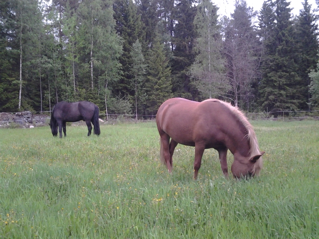 the horses on pasture