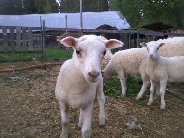 Lambs in the summer evening