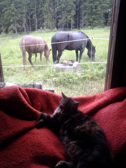 Animals on a rainy day