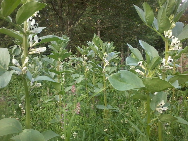 broad beans blooming
