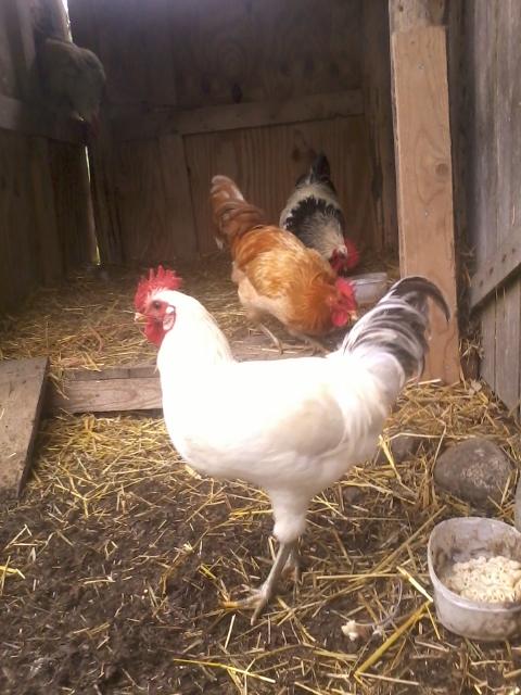 roosters, again =)