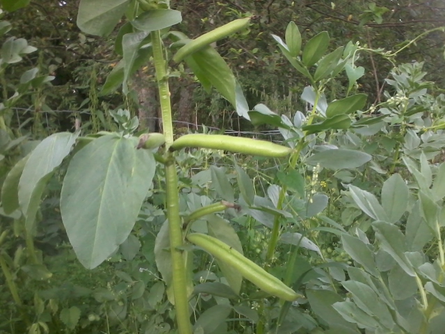 first beans are soon ready to be harvested