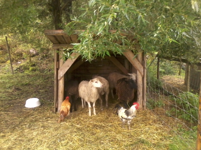 animals seeking shelter from rain