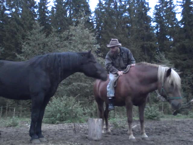 with the horses