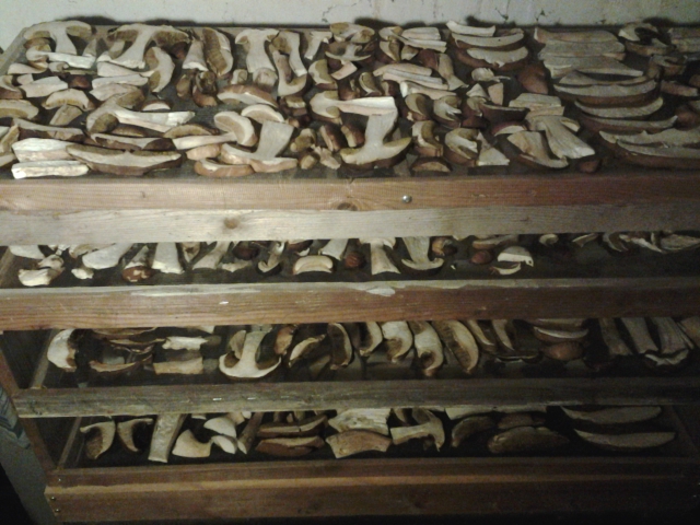 drying sliced boletus