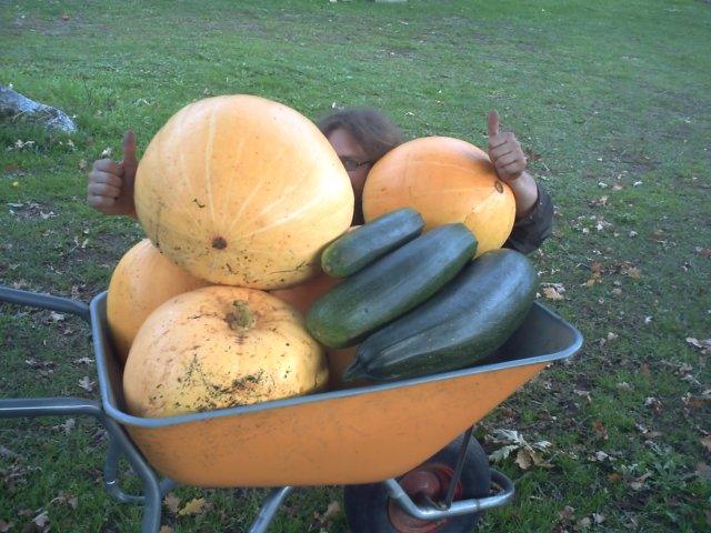 Harvest day