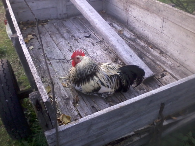 a rooster resting in a cart