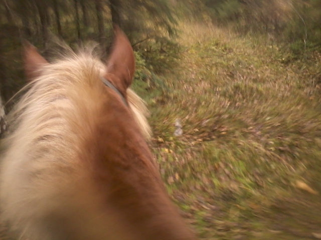 riding in the woods