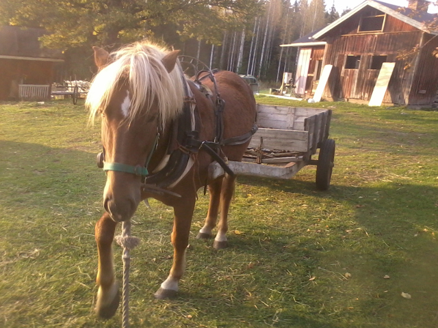 Raiku, learning to pull a cart