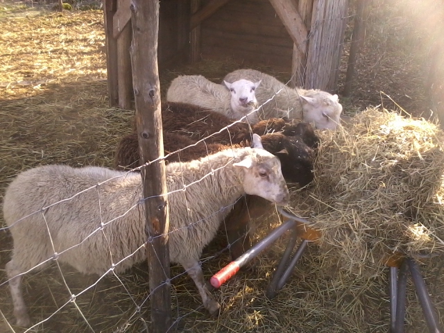 lambs eating hay