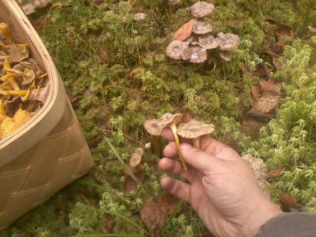 picking frozen mushrooms