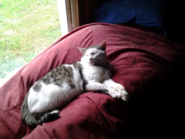 the cat takes it easy