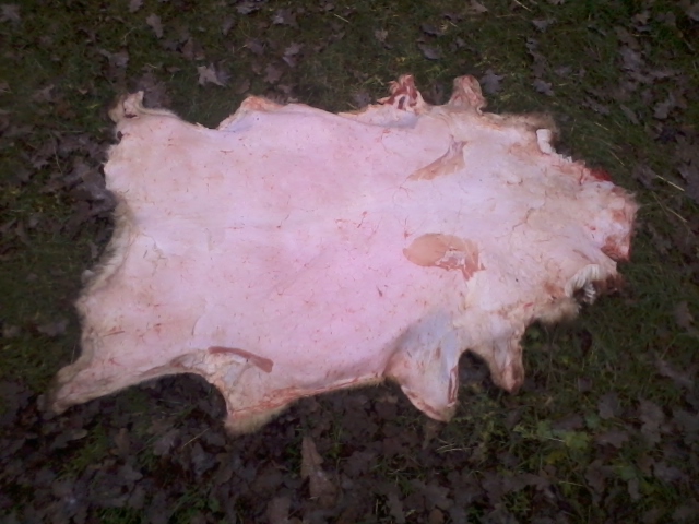 a ram skin