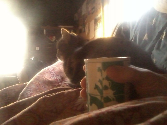 31st of January 2017