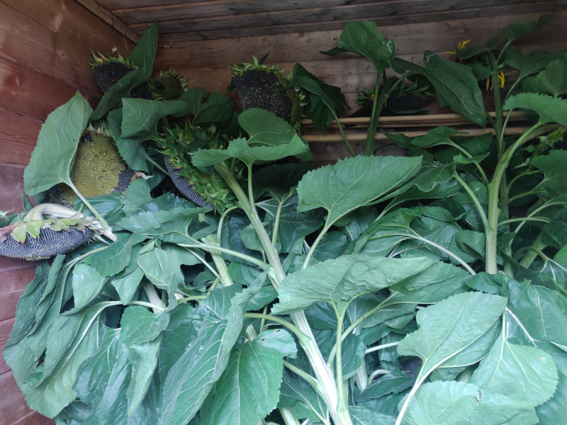 11th of September 2024