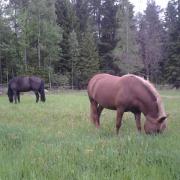 the horses on pasture
