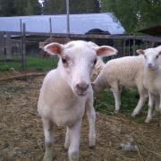 Lambs in the summer evening