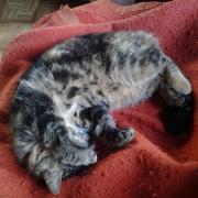 facepaw