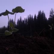 late evening gardening