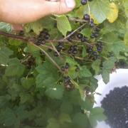 currants, blackcurrants