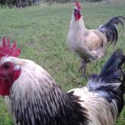 roosters foraging