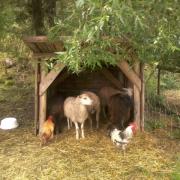animals seeking shelter from rain
