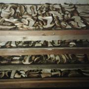 drying sliced boletus