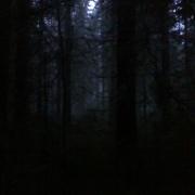 sunday evening walk in the woods