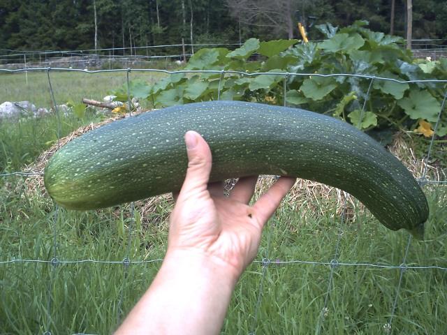 The first zucchini harvested for this summer