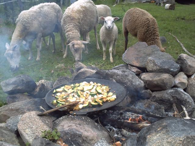 Sheep, a fire and food being prepared
