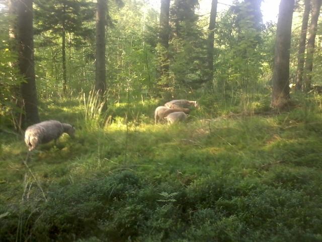 sheep in the woods
