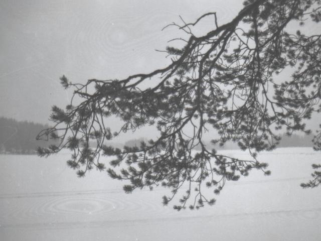 pine branches curving - a picture taken in the mid 1990's