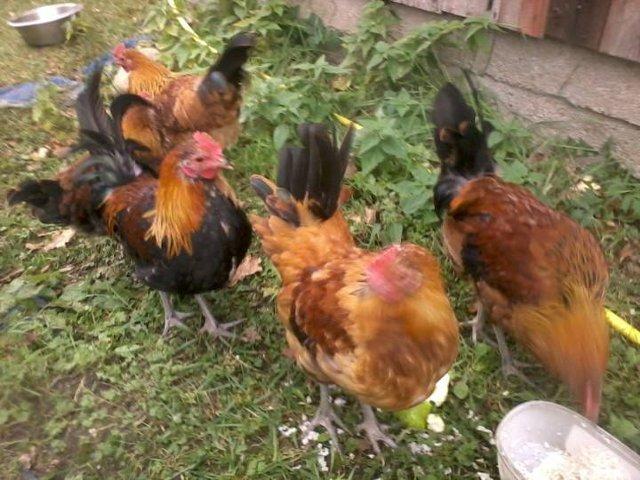 Roosters eating zucchini and barley
