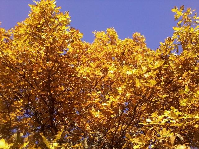 The oak with autumn colour