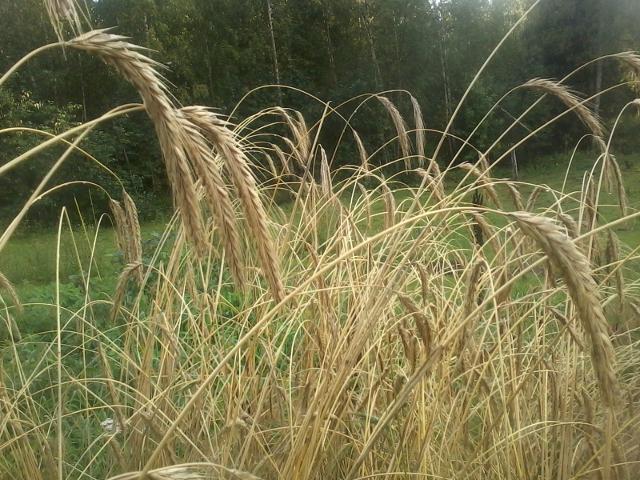 Rye raedy to be harvested