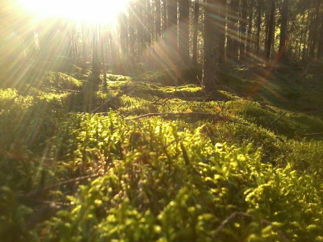 I love the color of moss in the evening sunlight
