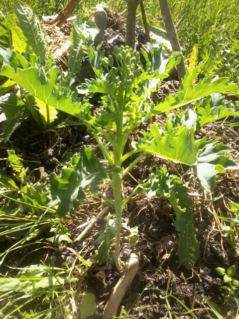 Kale re-growing