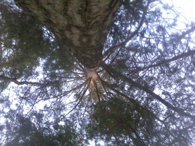 ... under a pine tree.