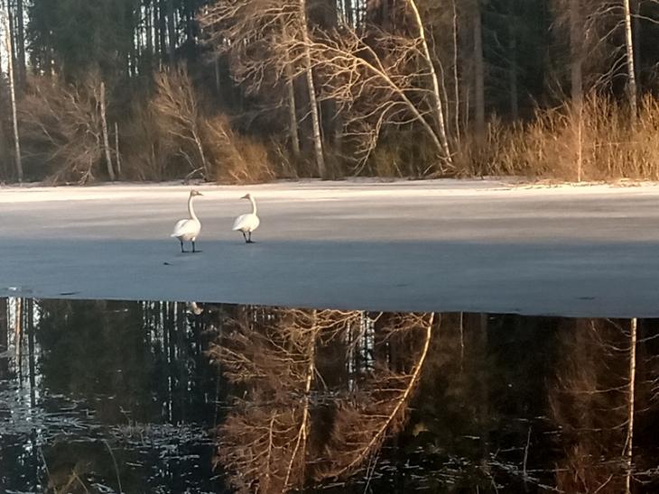 A couple of swans at my local lake. Just because I'd like to see them survive, too.